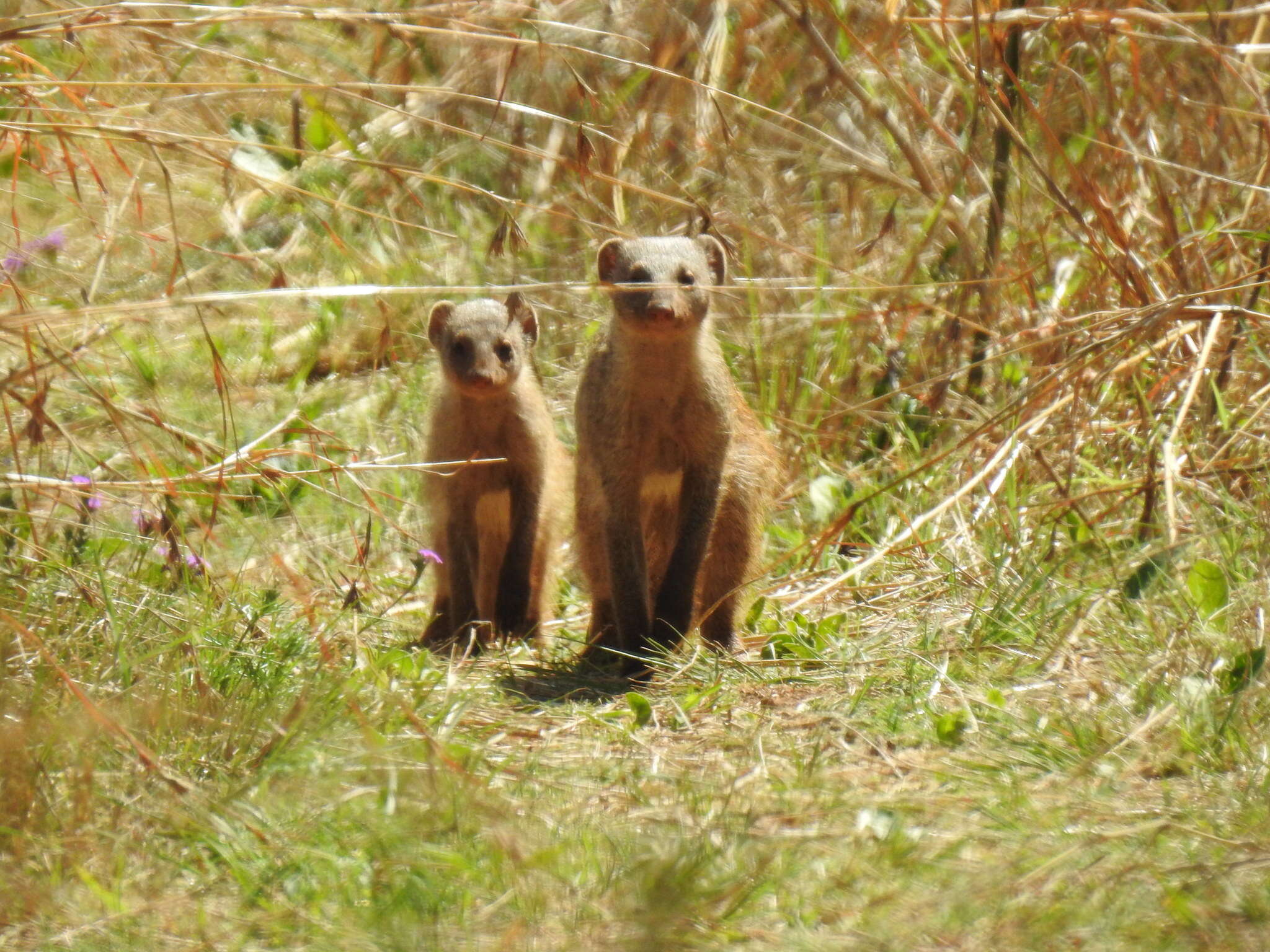 Image of Banded mongooses