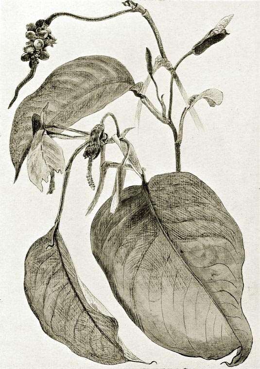 Image of Culcasia scandens P. Beauv.