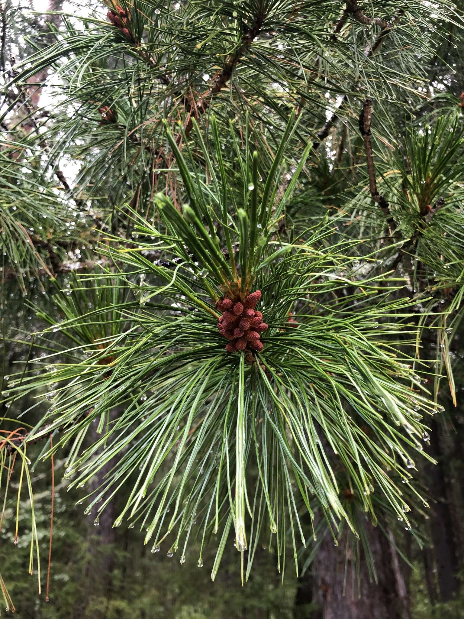 Image of Siberian pine