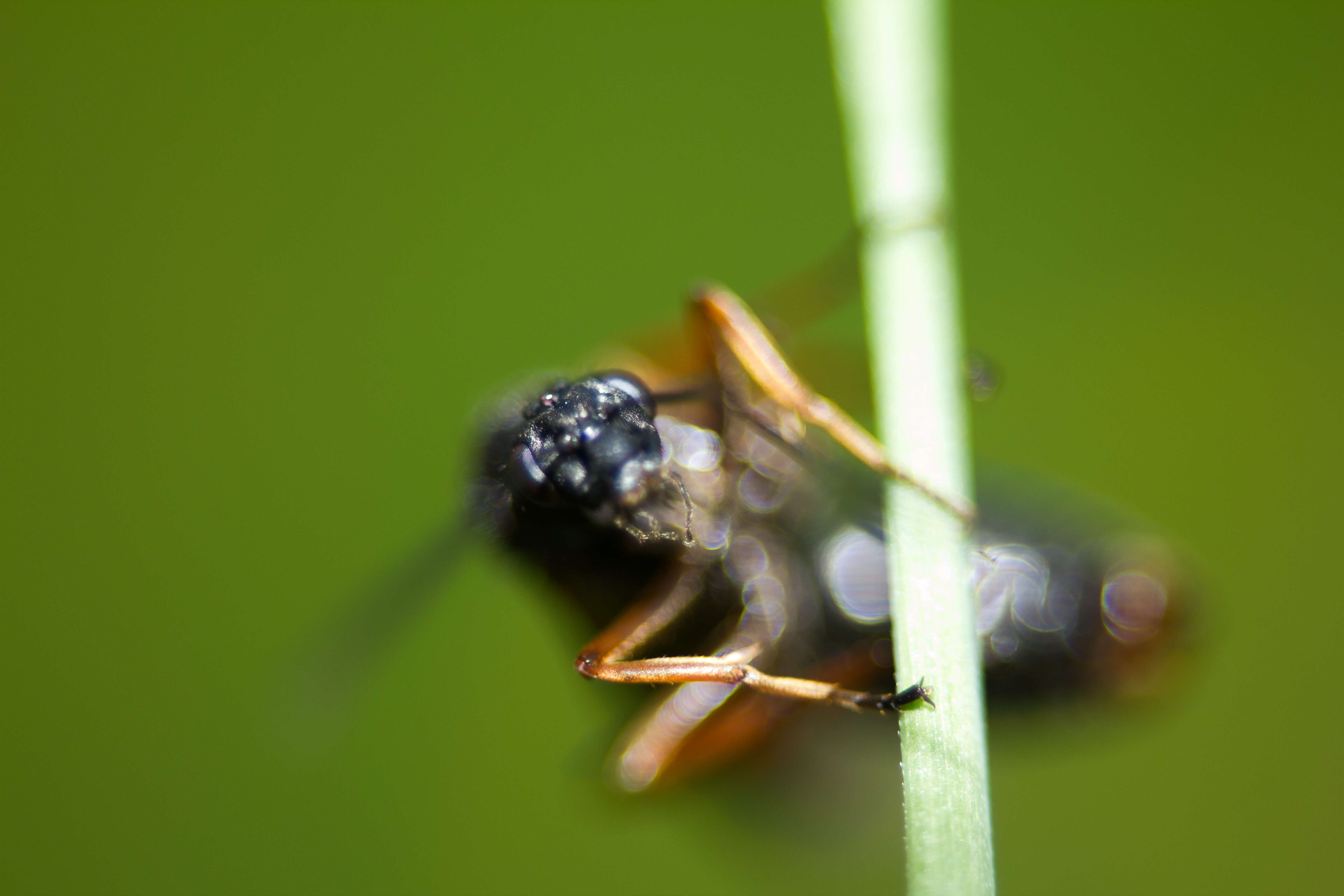 Image of Parasitoid wasp