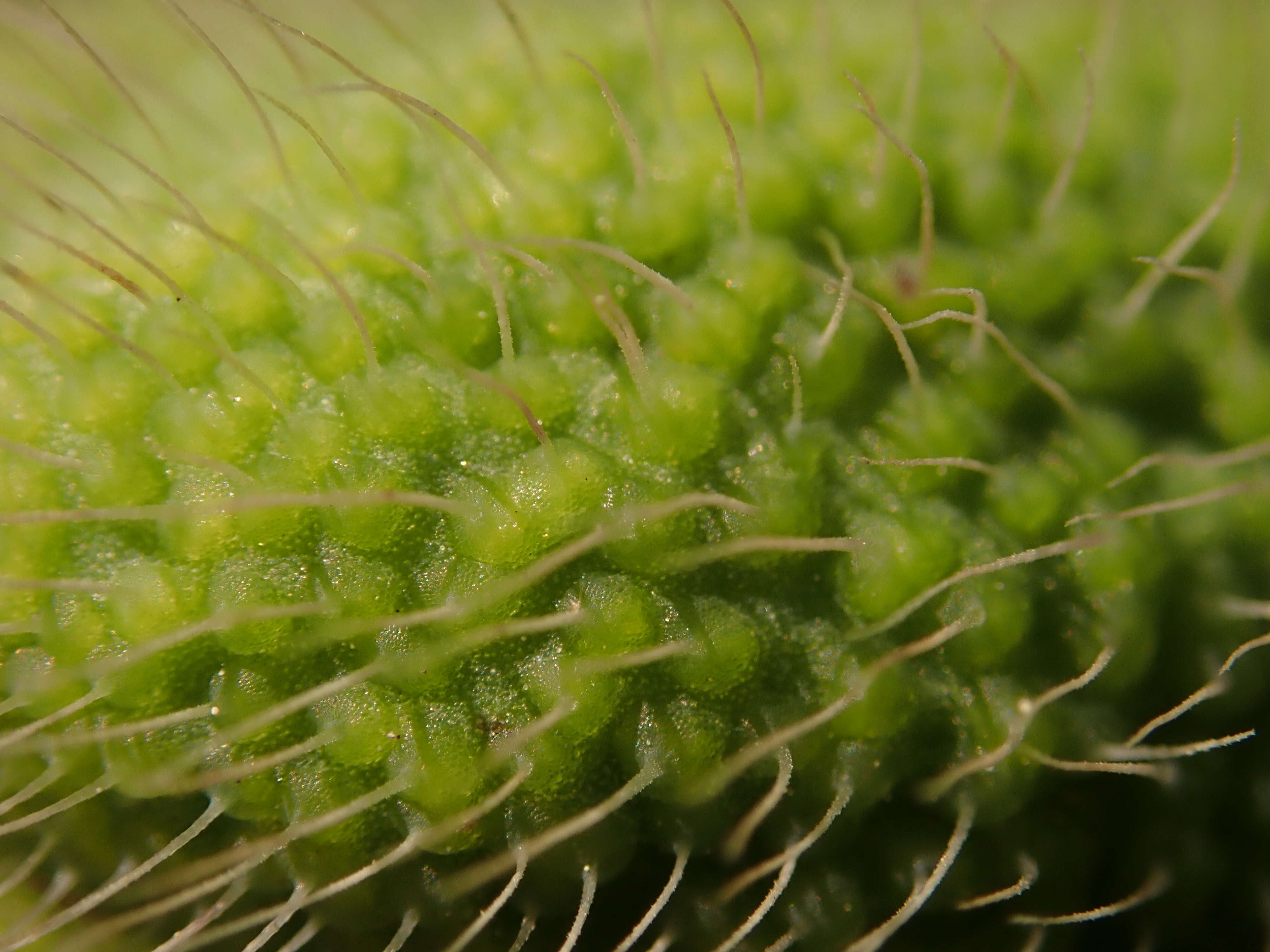 Image of Oriental poppy