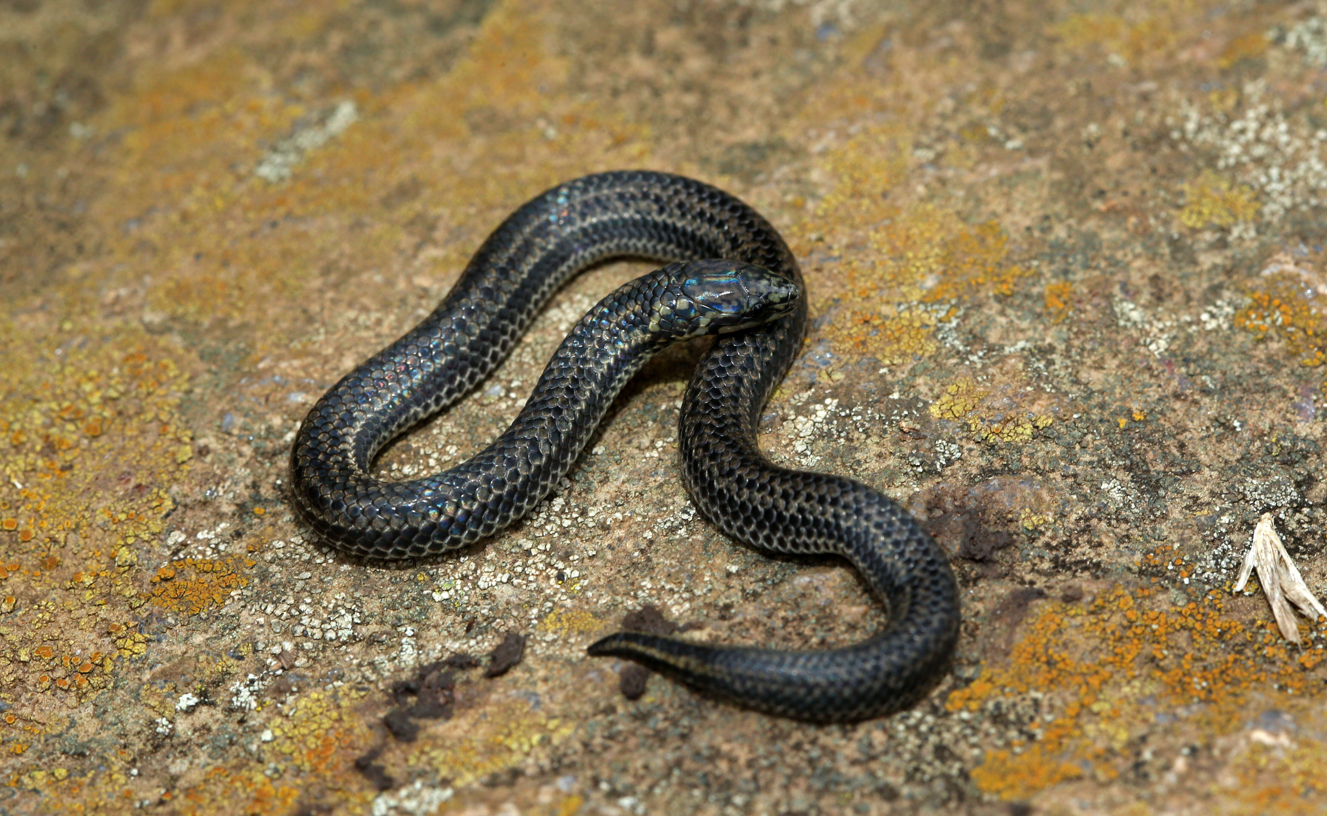 Image of Perrotet's Mountain Snake