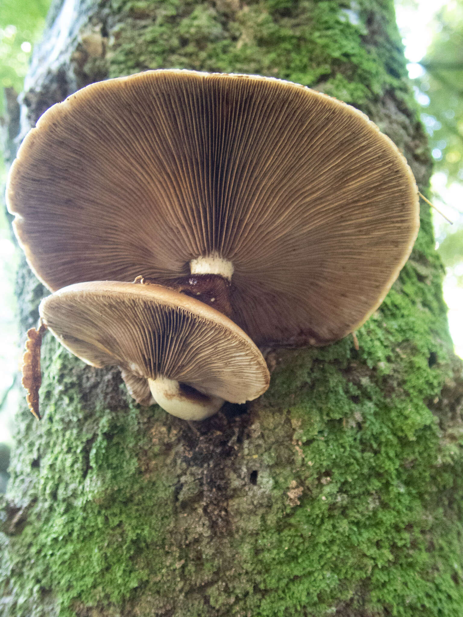 Image of Cyclocybe parasitica (G. Stev.) Vizzini 2014