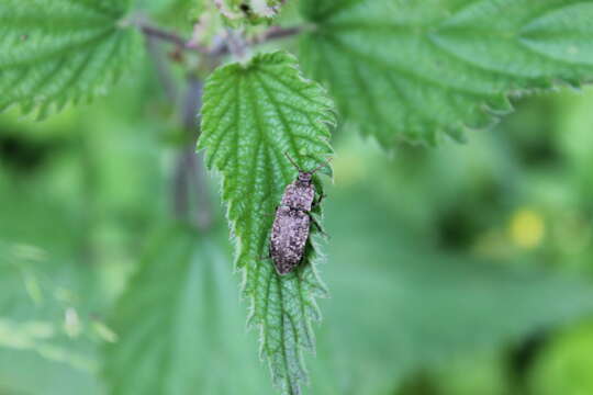 Image de Agrypnus murinus