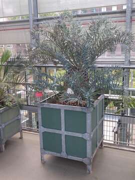 Image of Eastern Cape Blue Cycad