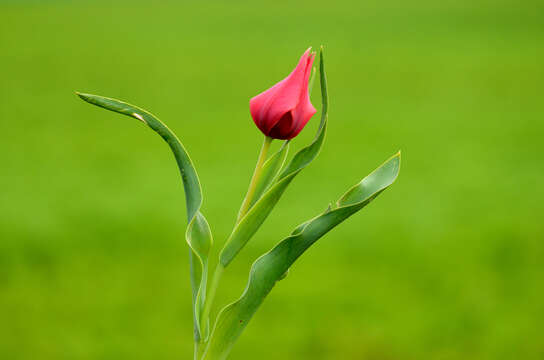 Image de Tulipa systola Stapf