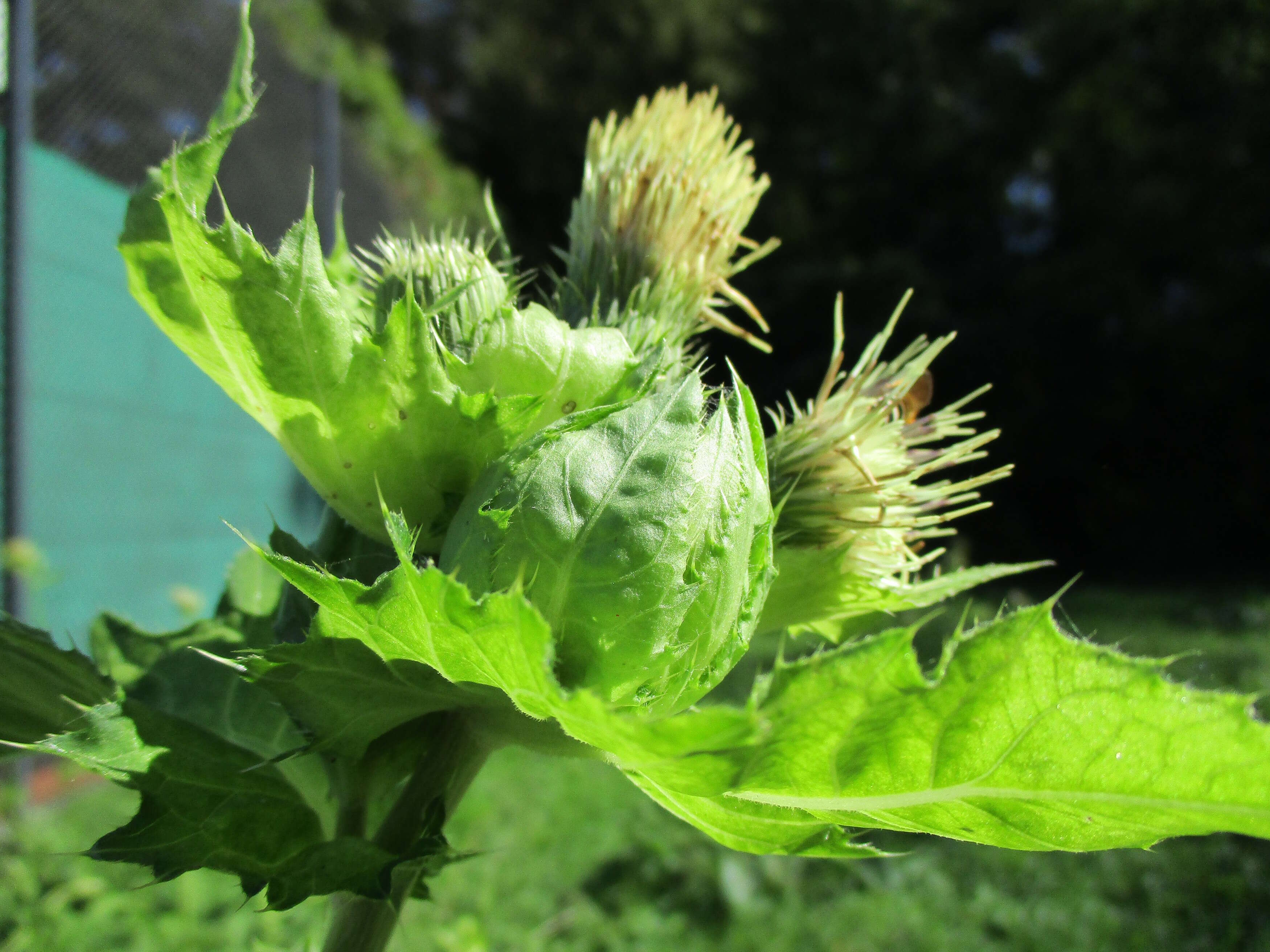 Image of Cabbage Thistle