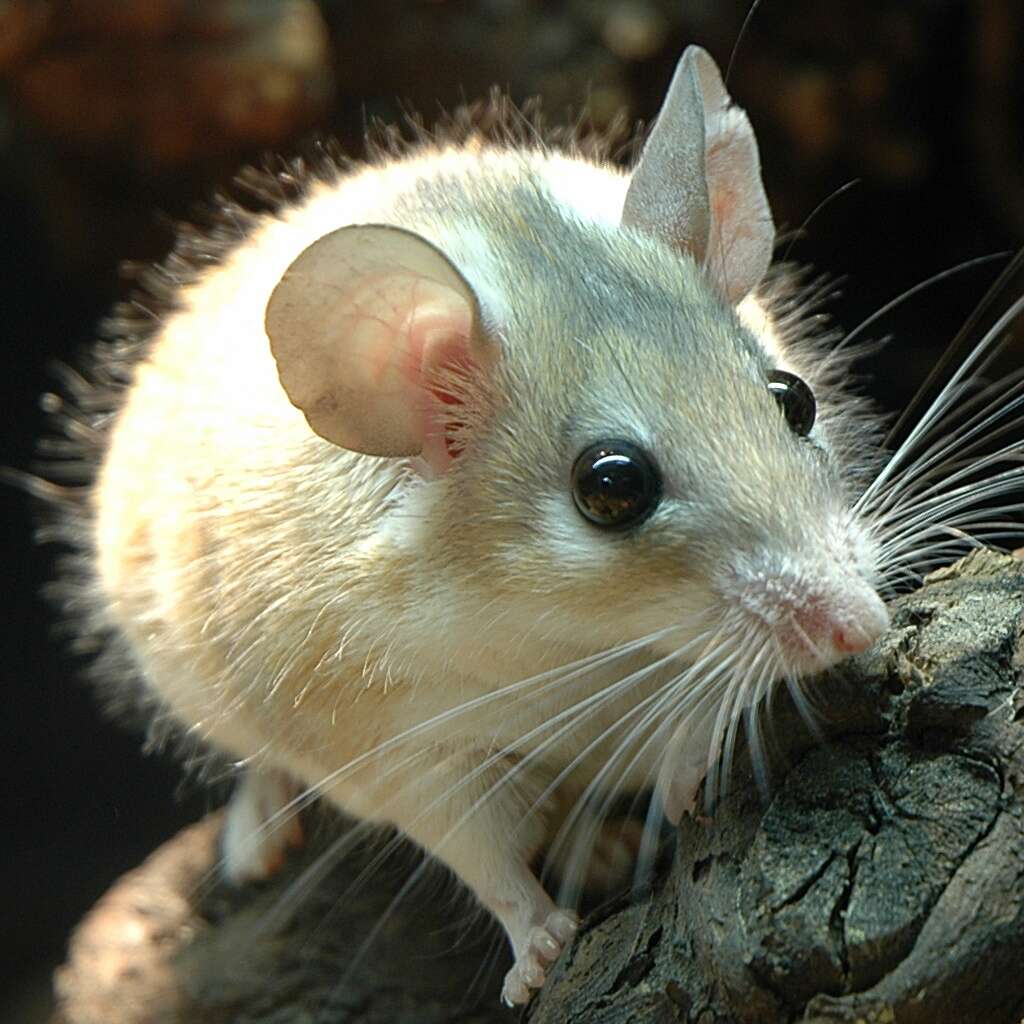 Image of Cairo Spiny Mouse