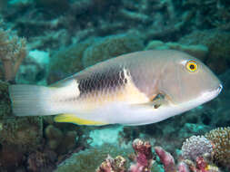 Image of Anchor trunkfish