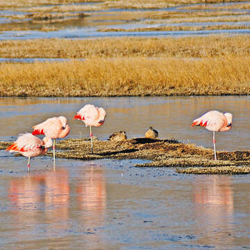 Imagem de Phoenicopterus chilensis Molina 1782