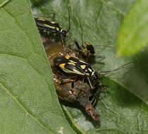 Image of Grypocoris stysi (Wagner 1968)