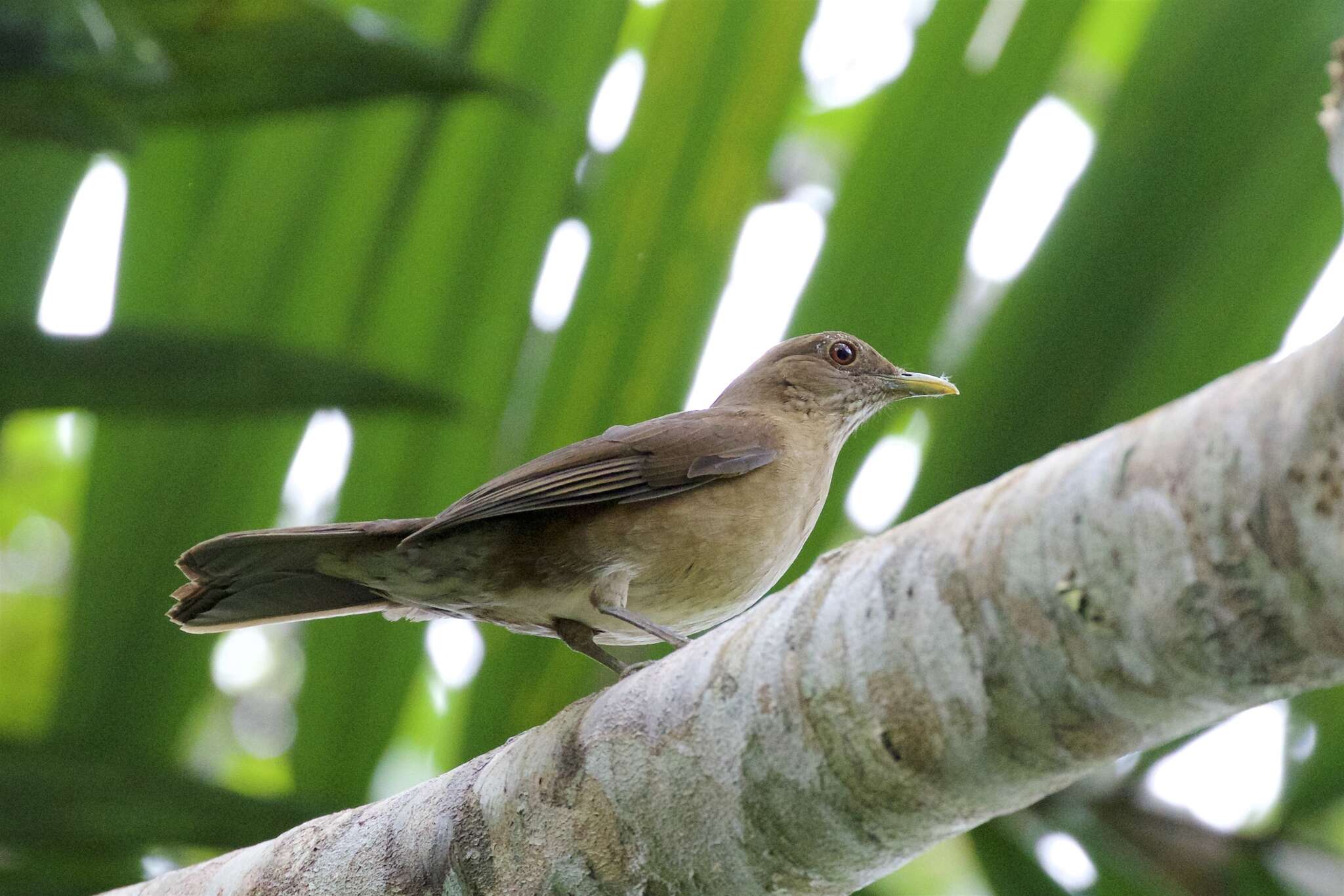 Image of Varzea Thrush