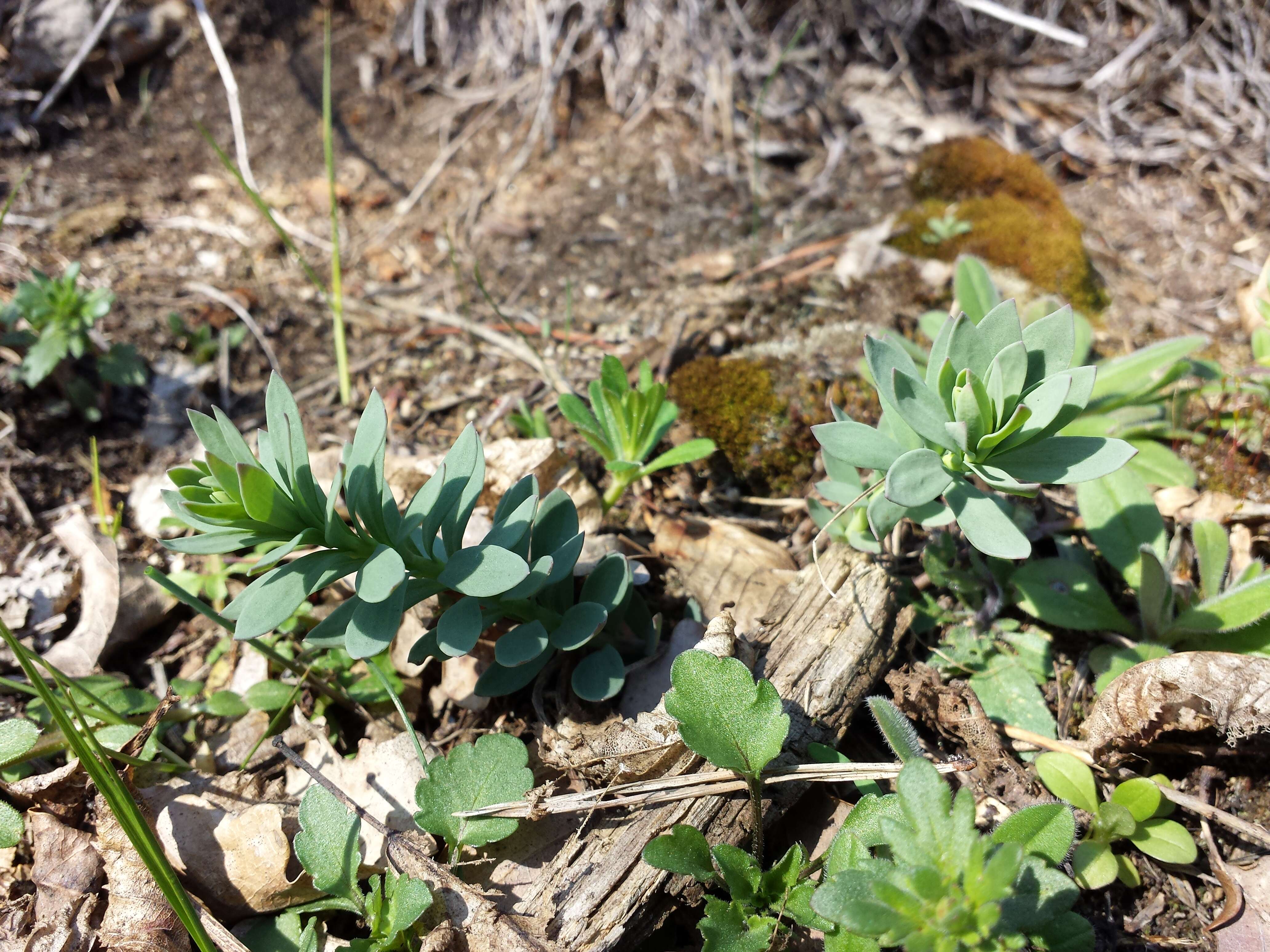 Imagem de Linaria genistifolia (L.) Mill.