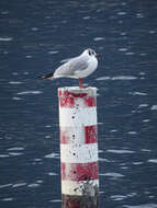 Image of Black-headed Gull