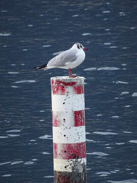 Image of Black-headed Gull