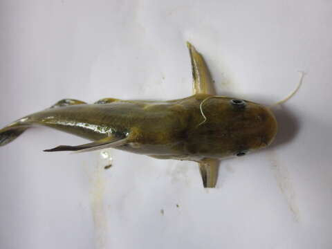 Image of Yellow catfish