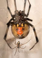 Image of brown button spider