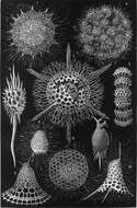 Image of Radiolaria