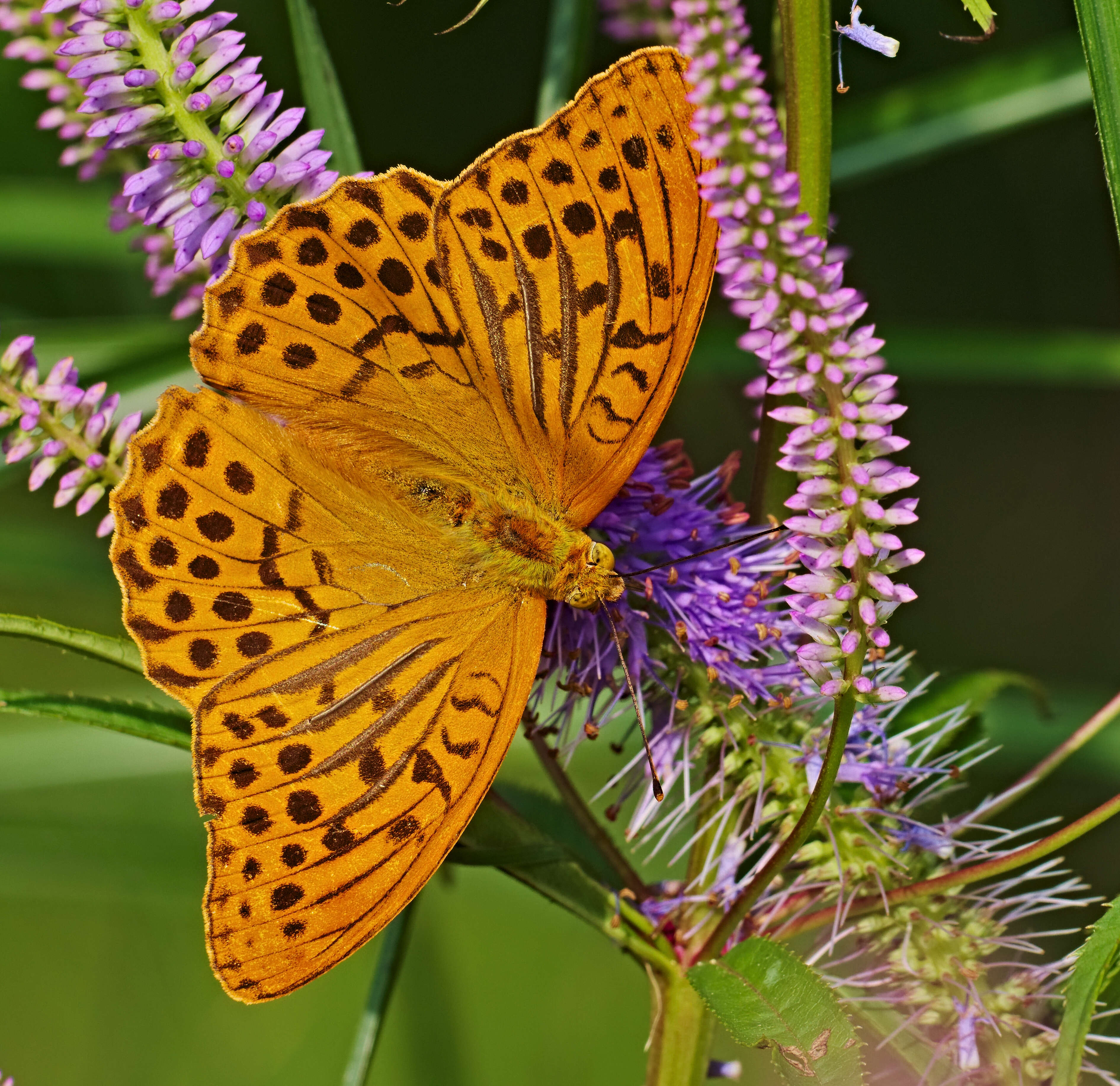 Imagem de Argynnis paphia Linnaeus 1758