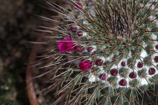 Image of Mammillaria standleyi (Britton & Rose) Orcutt