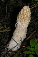 Image of Stinkhorn