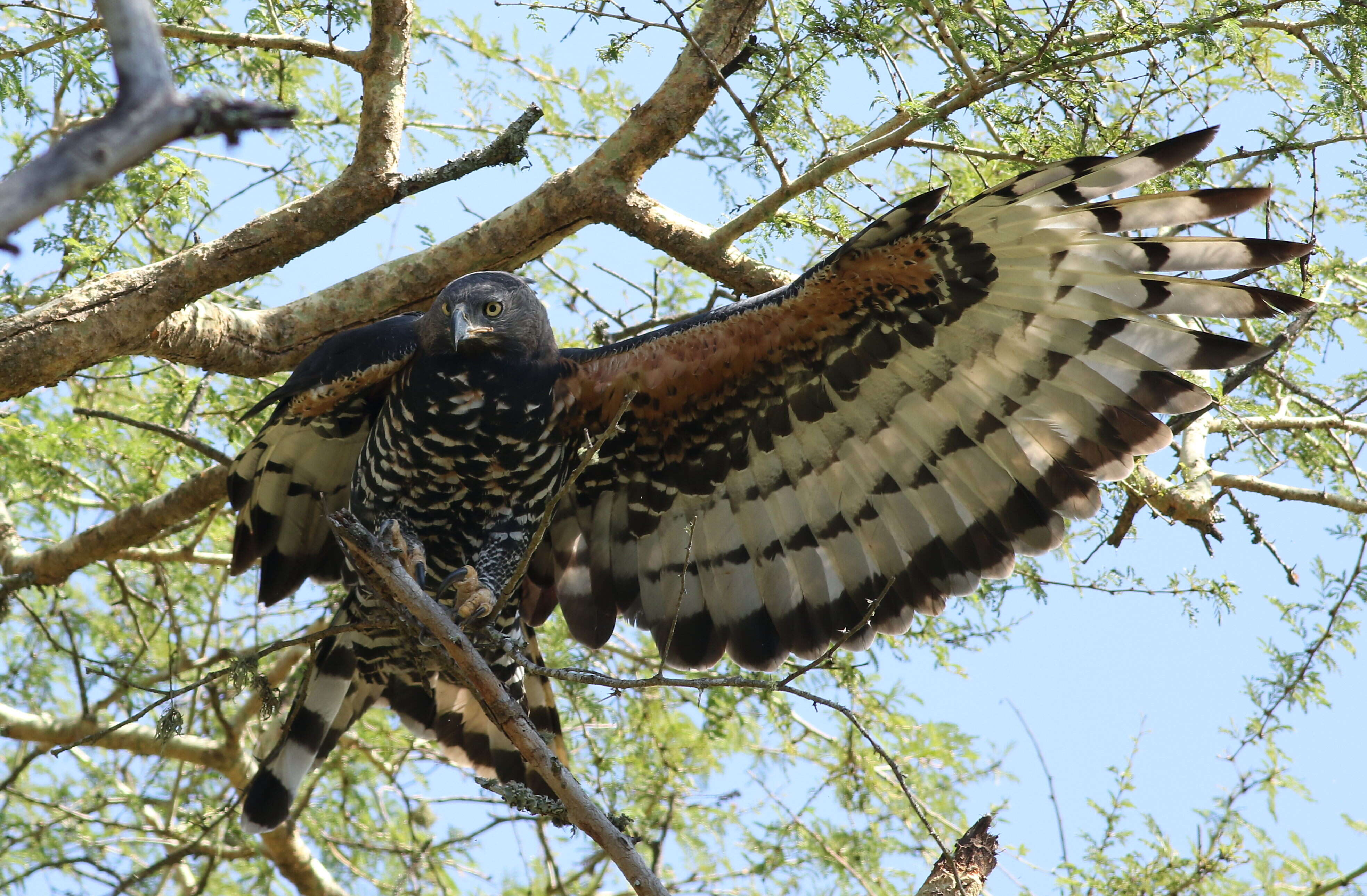 Image of Stephanoaetus Sclater & WL 1922