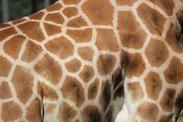 Image of Giraffe