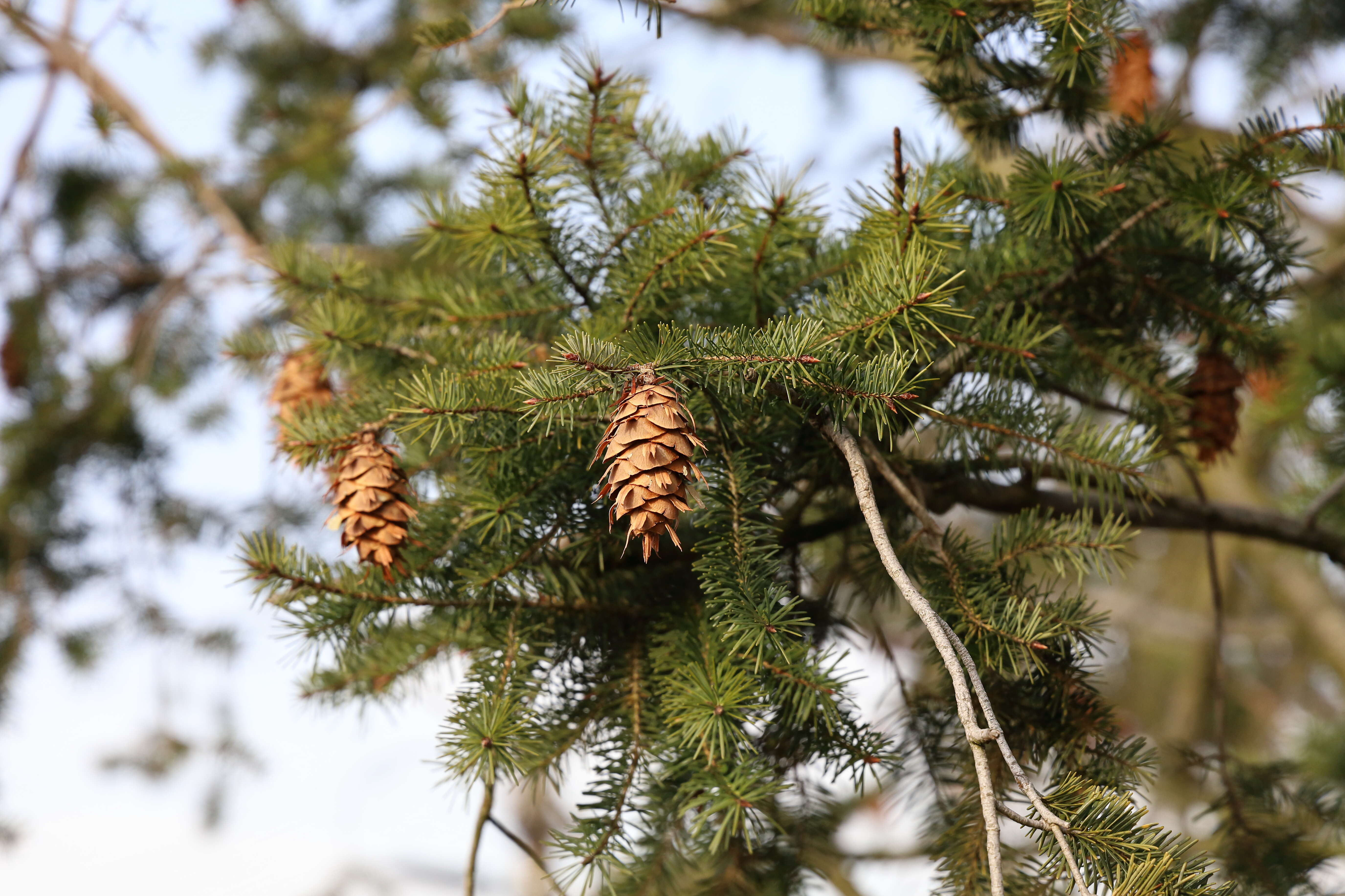 Image of Douglas Fir