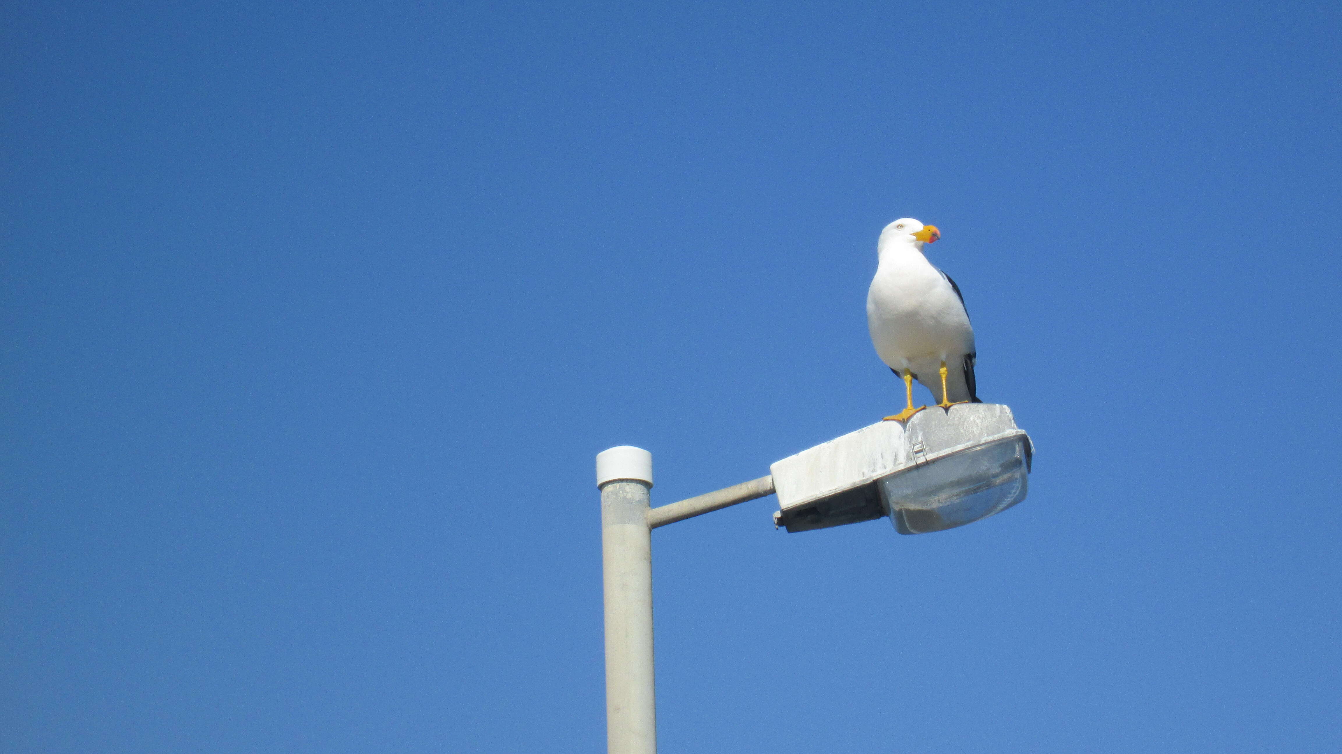 Image of Pacific Gull