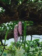 Imagem de Rhynchostylis retusa (L.) Blume