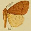 Image of Heteronygmia dissimilis Aurivillius 1910