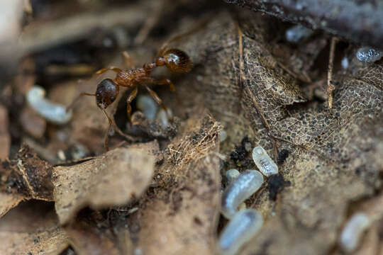 Image of Myrmica ruginodis Nylander 1846