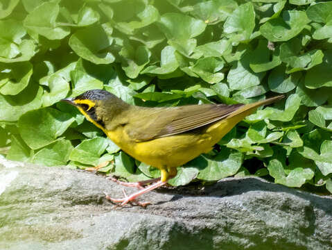 Geothlypis formosa (Wilson & A 1811) resmi