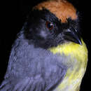 Image of Black-fronted Brushfinch