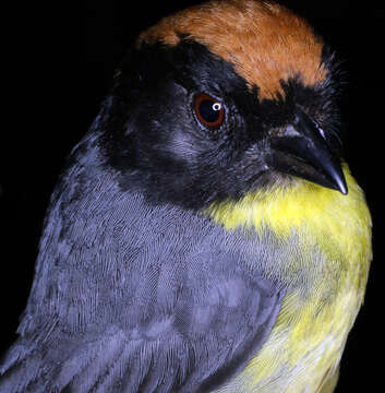 Image of Black-fronted Brushfinch