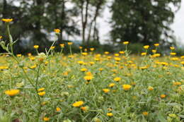 Image of field marigold