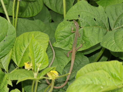 Image of Asian Grass Lizard