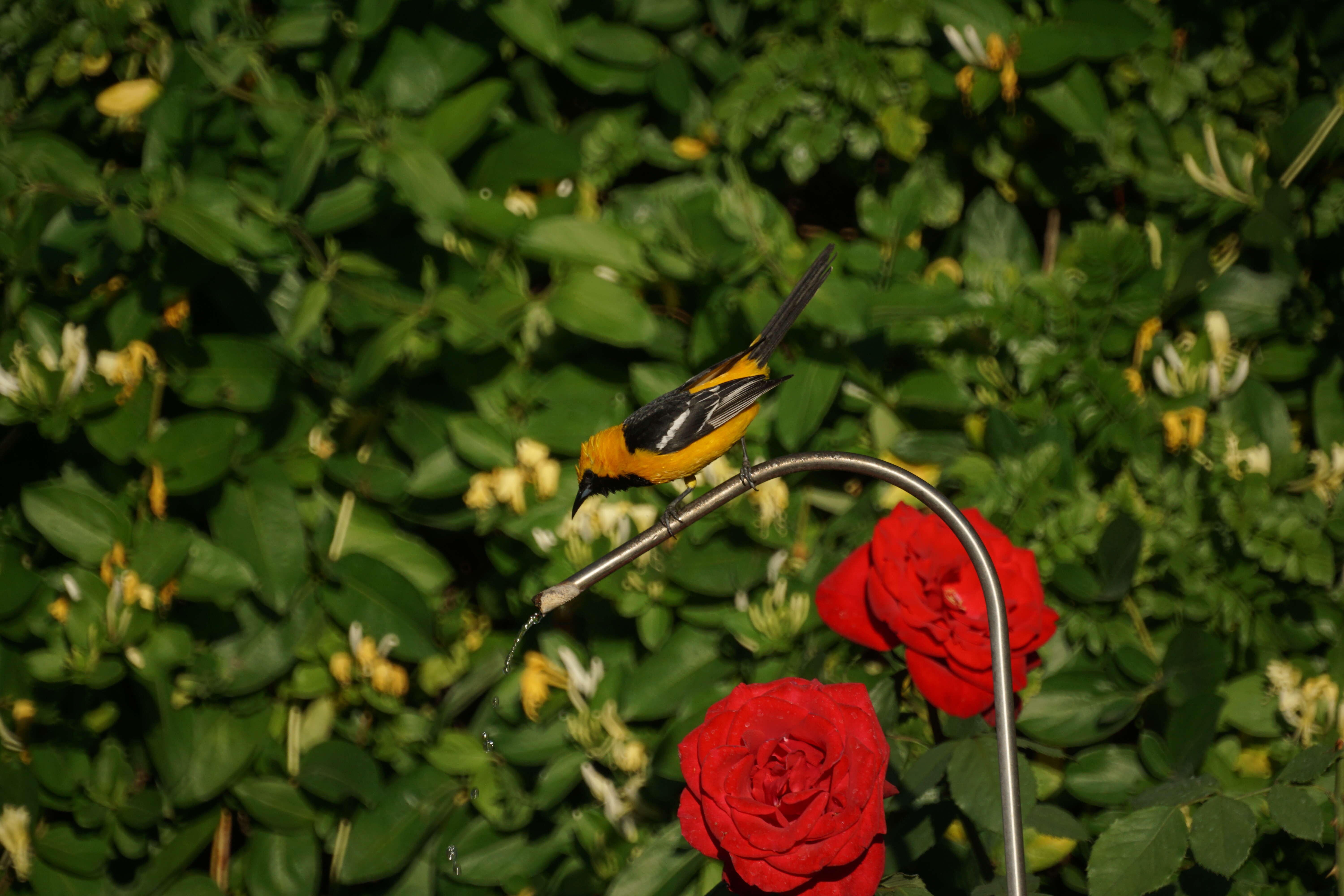 Image of Hooded Oriole