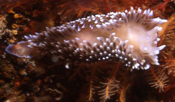 Image of Medallion silvertip nudibranch