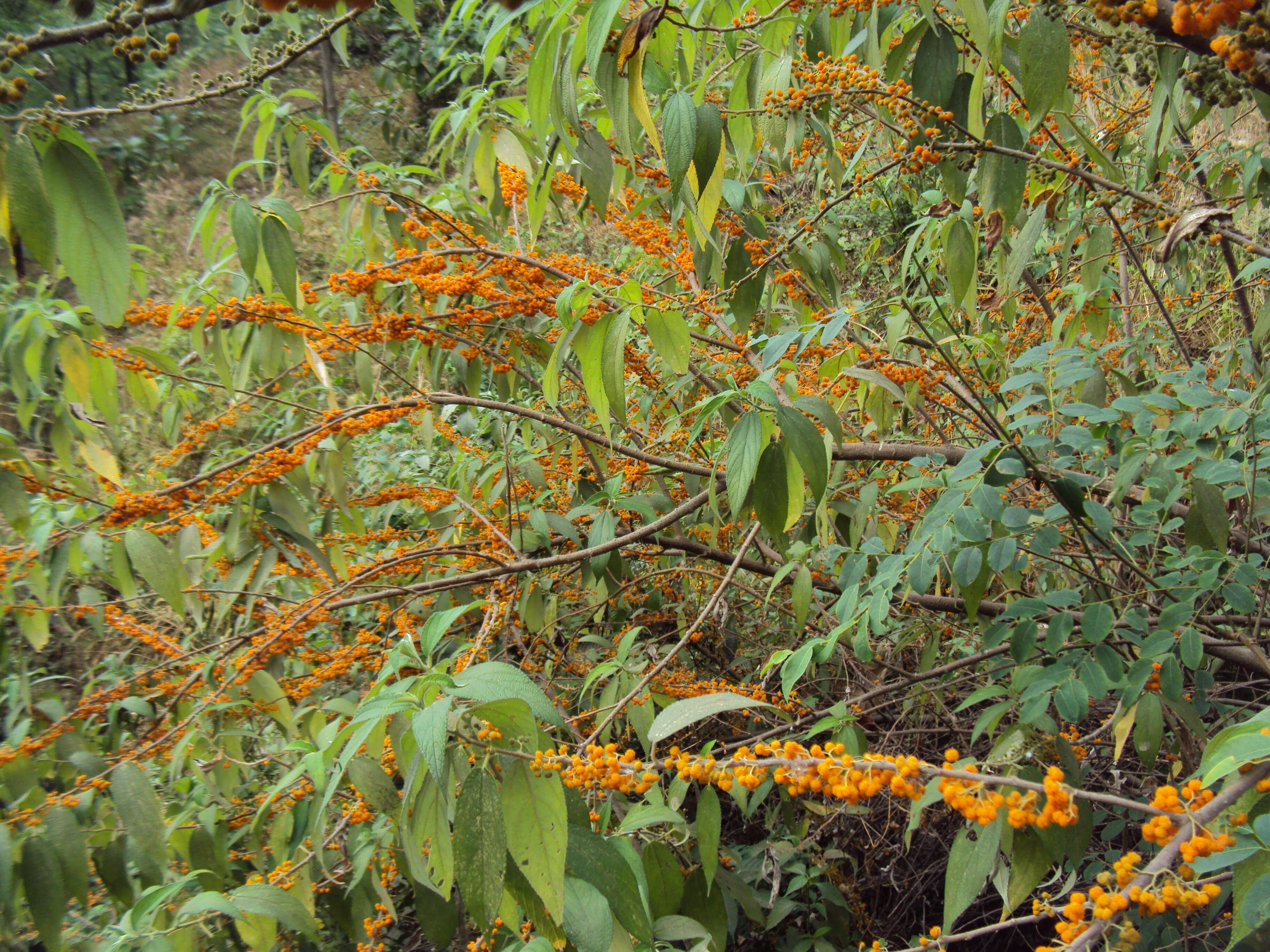 Imagem de Debregeasia longifolia (Burm. fil.) Wedd.