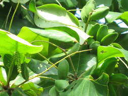 Image of tropical-almond