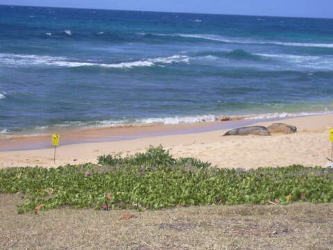 Image of Hawaiian Monk Seal