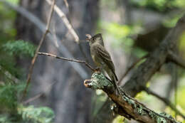 Image of Greater Pewee