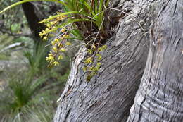 Image of Snake orchid