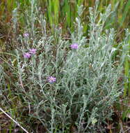 Imagem de Vittadinia gracilis (Hook. fil.) N. T. Burb.