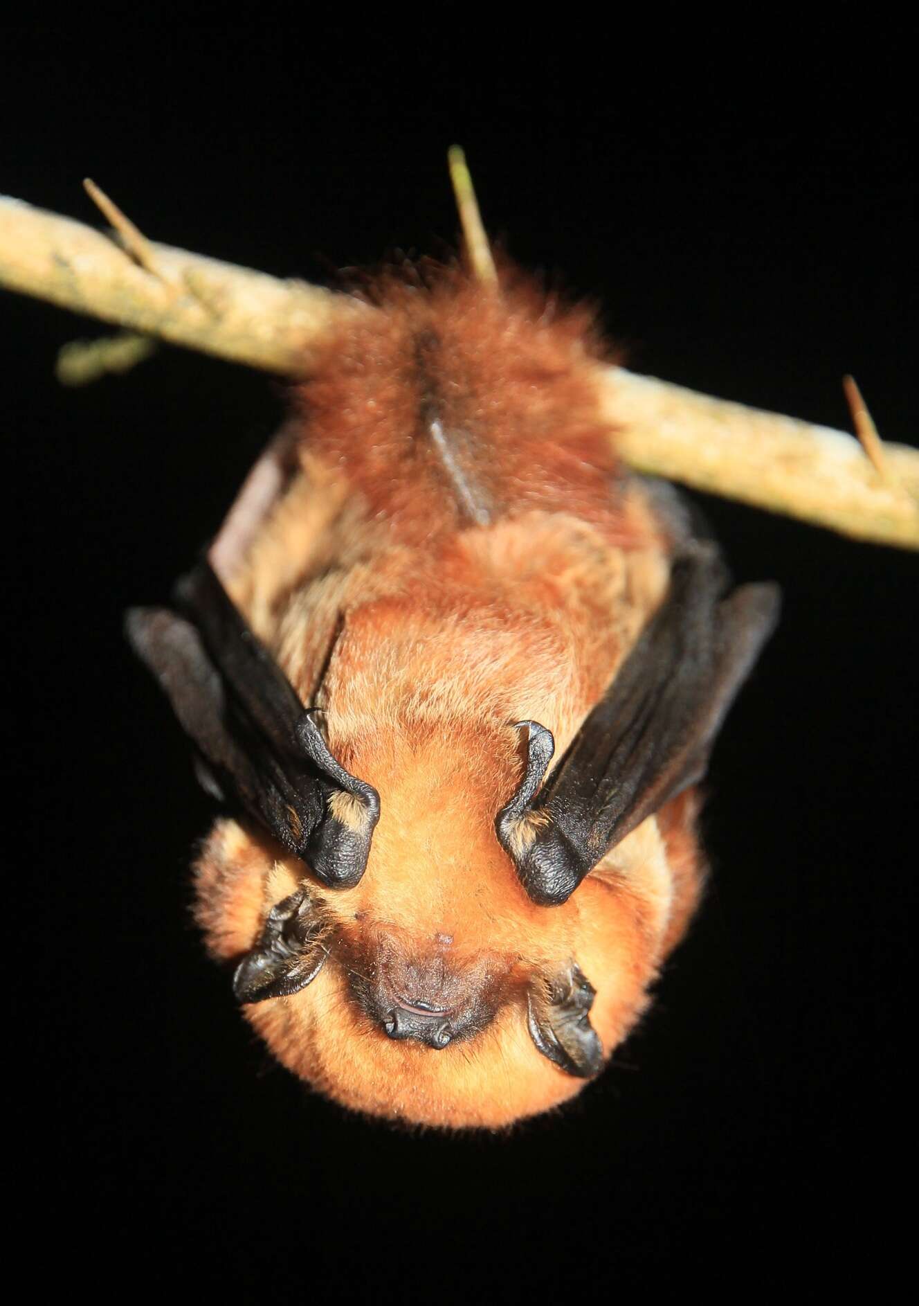 Image de Cinnamon red bat