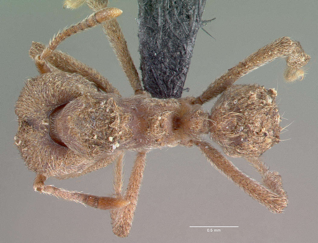 Image of Sericomyrmex amabilis Wheeler 1925