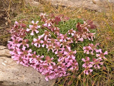 Image of Saponaria pumila Janchen