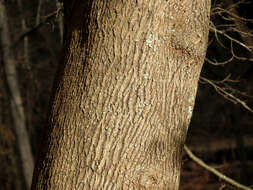 Image of Norway Maple