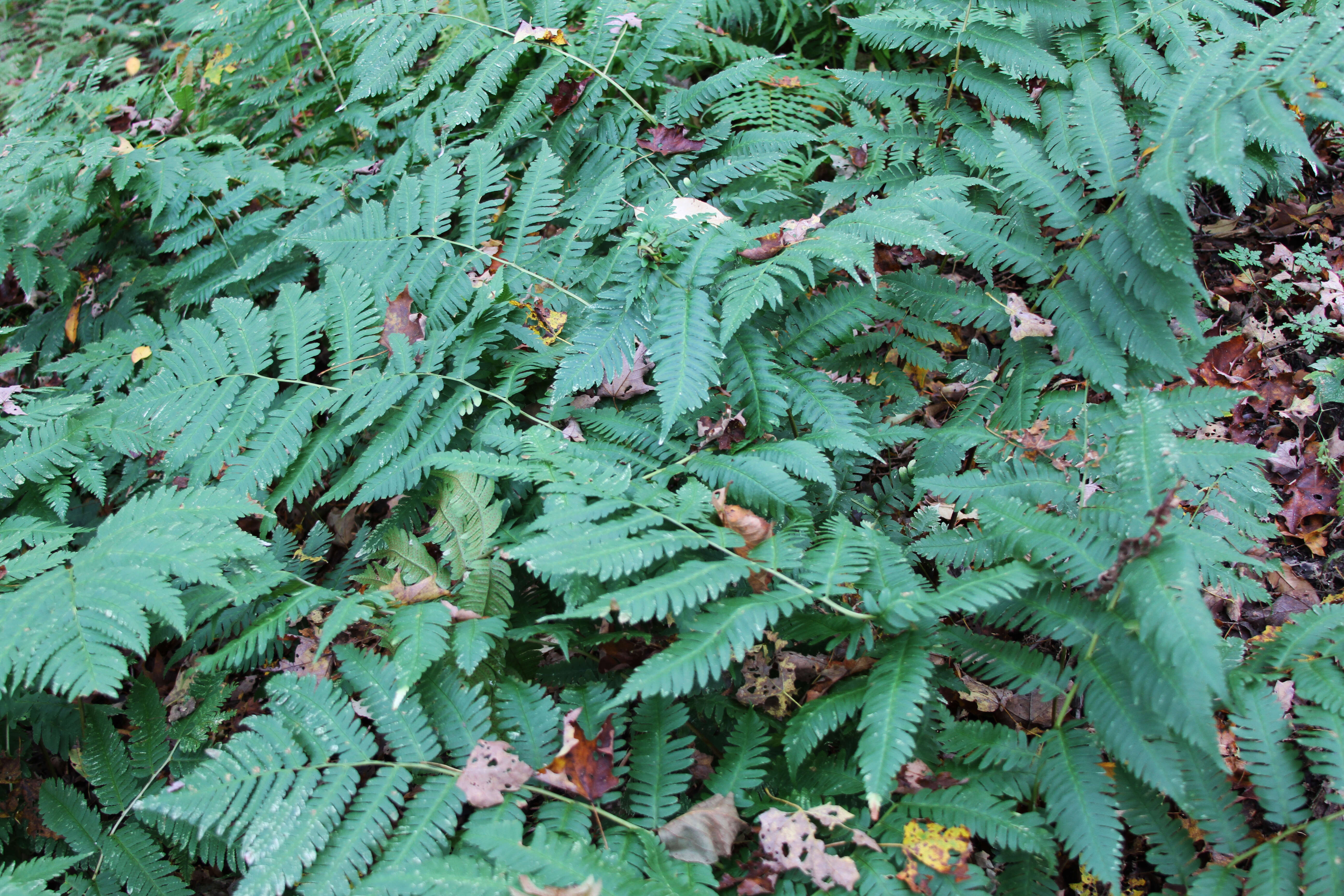 Image of Dryopteris goldieana